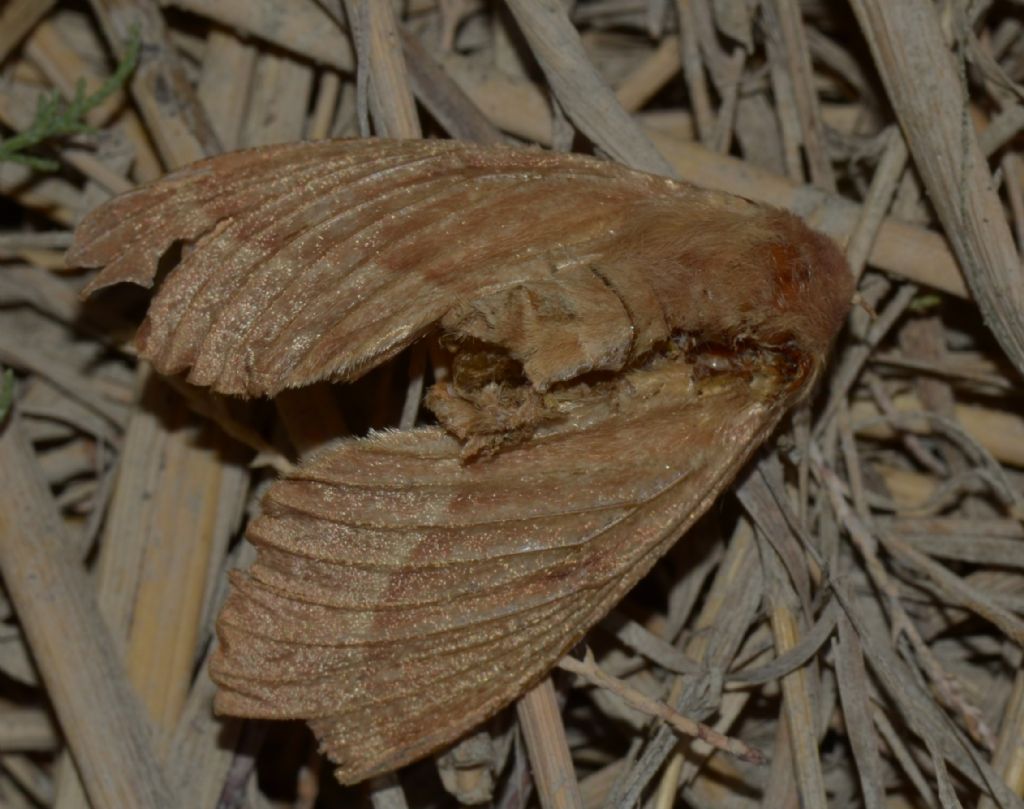 Mythimna? No,  Lasiocampa trifolii, femmina